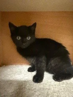 Rufus