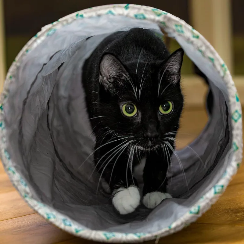 An adult medium-sized female Black Domestic Short Hair cat named Fiona for adoption in Lake Jackson, TX