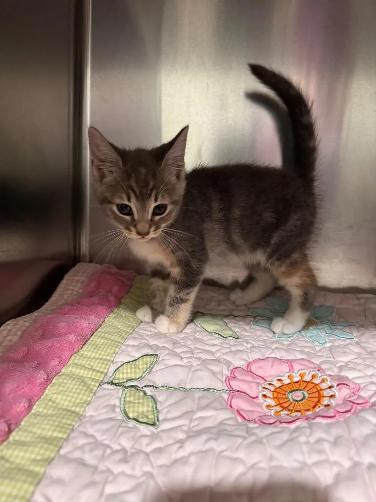A baby small-sized female Domestic Short Hair cat named Rose for adoption in Labelle, FL