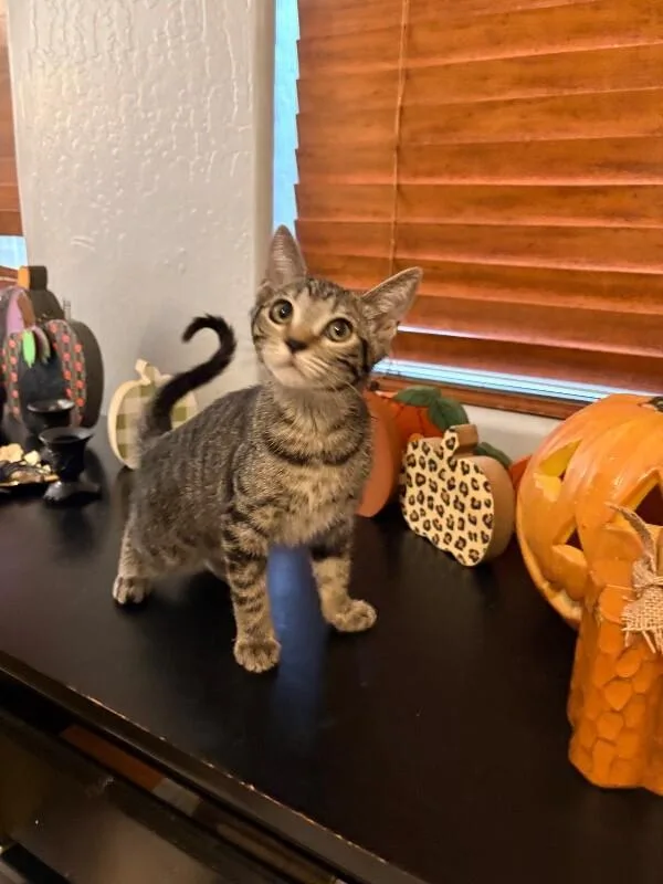A baby small-sized female Tabby cat named Bentley Cars Litter 🚘 for adoption in Anthem, AZ