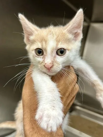 A baby medium-sized male Buff / Tan / Fawn Domestic Short Hair cat named Livewire for adoption in Wichita, KS
