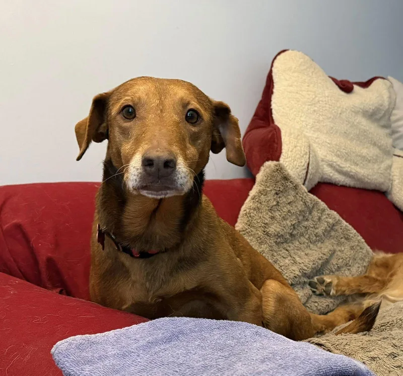 Reba  Ready To thumbnail 2