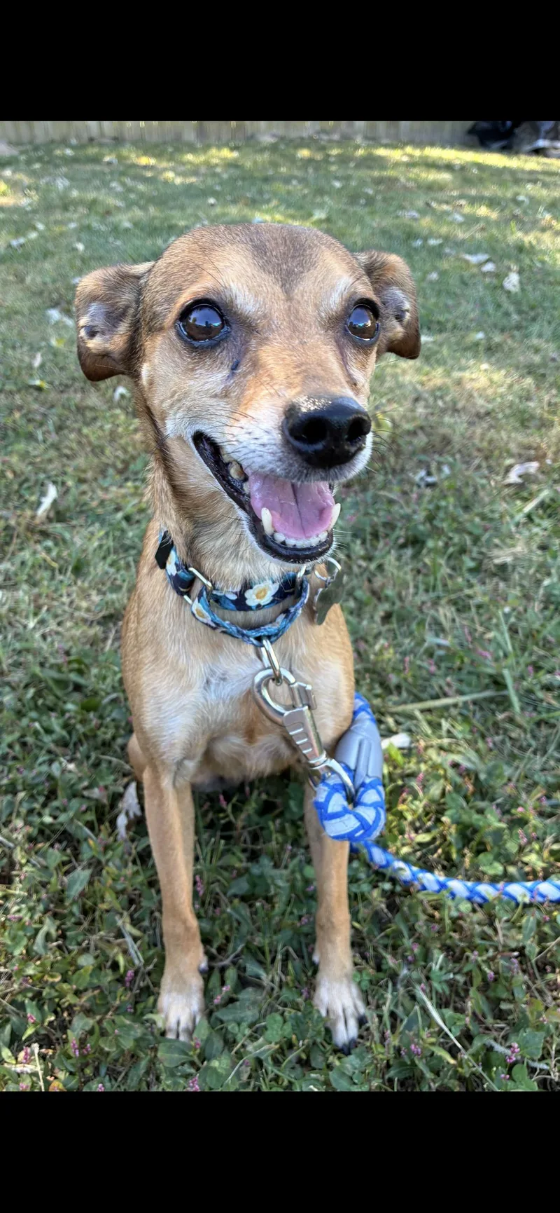 A senior small-sized female Italian Greyhound dog named Peanut for adoption in Saint Louis, MO