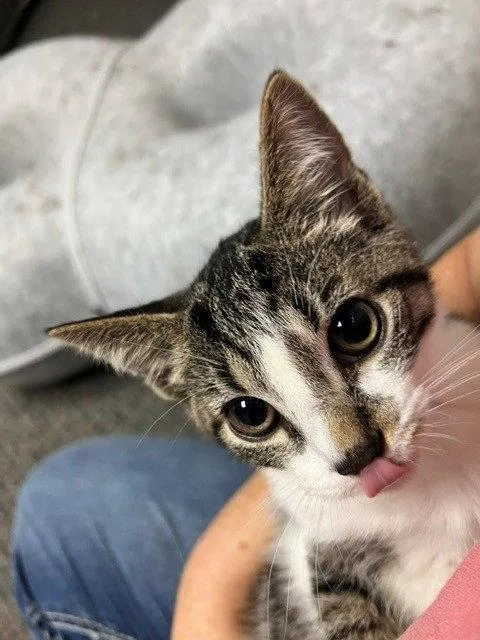 A young medium-sized male Domestic Short Hair cat named Tequila for adoption in Harrisburg, PA