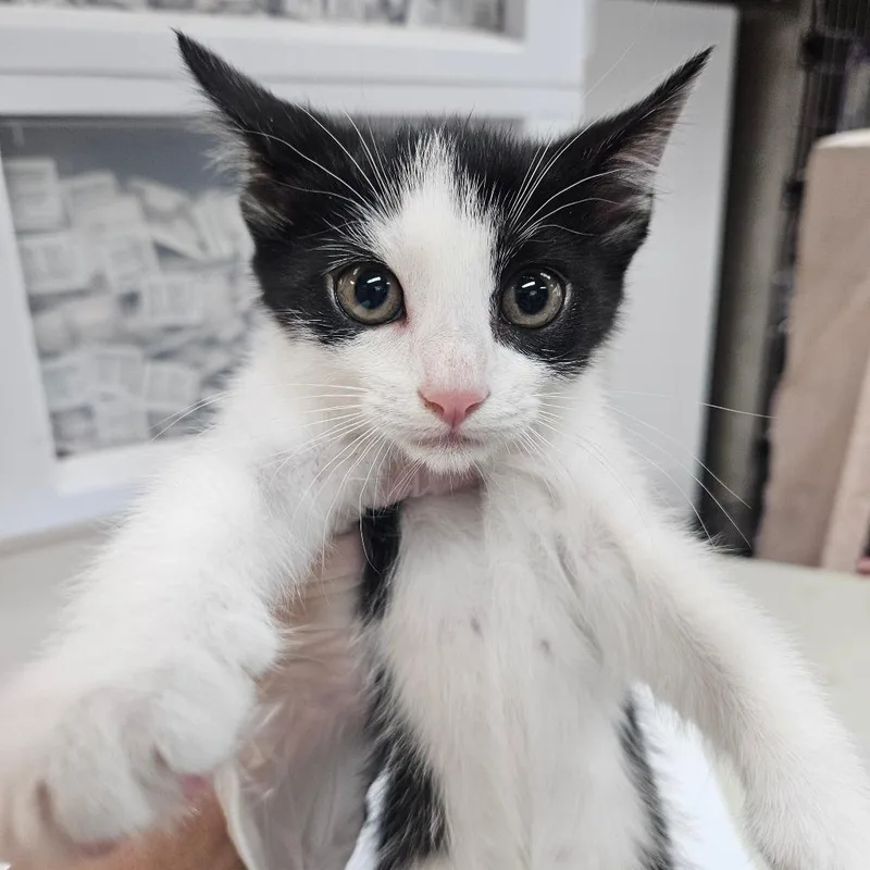 A young small-sized male White Domestic Short Hair cat named Dodger for adoption in Hattiesburg, MS