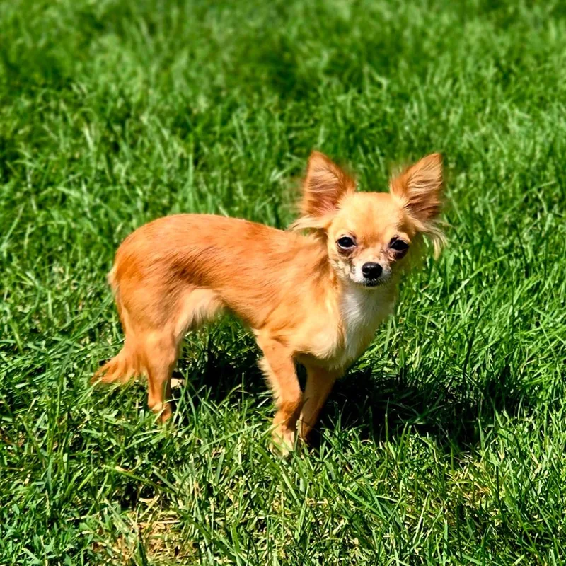 An adult small-sized female Brown / Chocolate Chihuahua dog named Cheekie for adoption in Rochester, MN