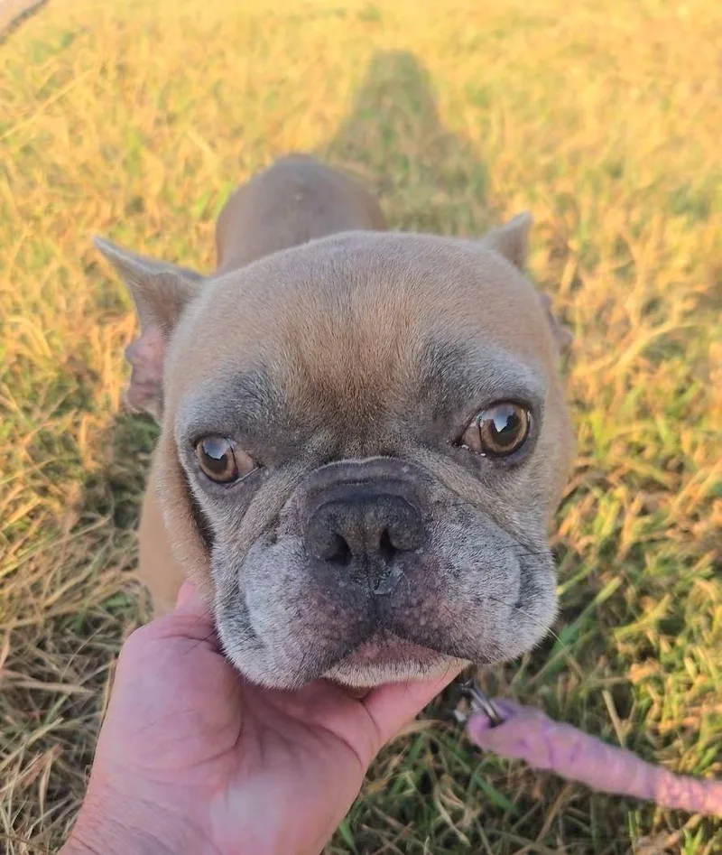 Drako