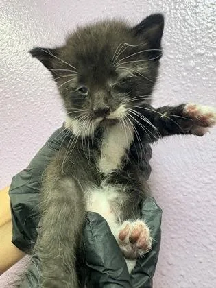 A baby small-sized male Domestic Short Hair cat named 61778060 for adoption in El Paso, TX