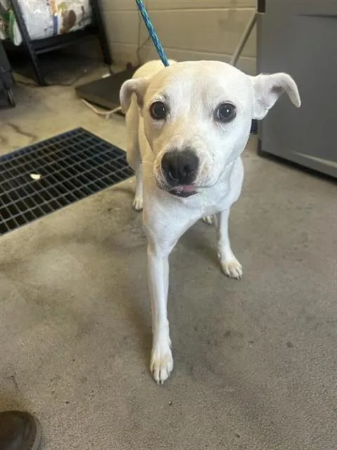 A young small-sized female Terrier dog named Lady Lambchop for adoption in Sacramento, CA