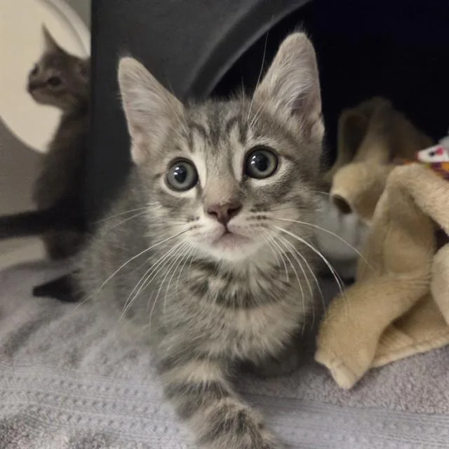 A baby small-sized male Domestic Short Hair cat named Mars for adoption in Ontario, CA