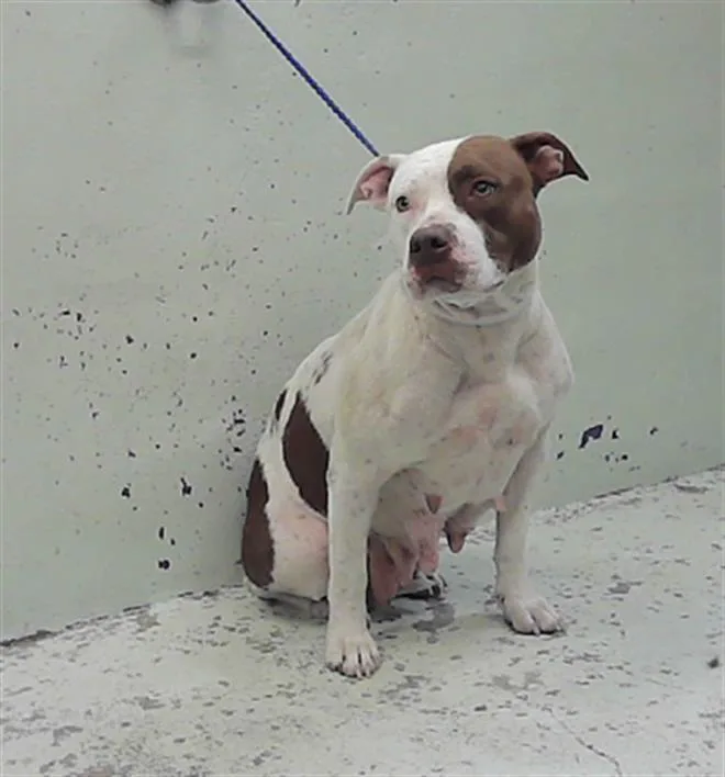 An adult medium-sized female Staffordshire Bull Terrier dog named Petunia for adoption in Houston, TX