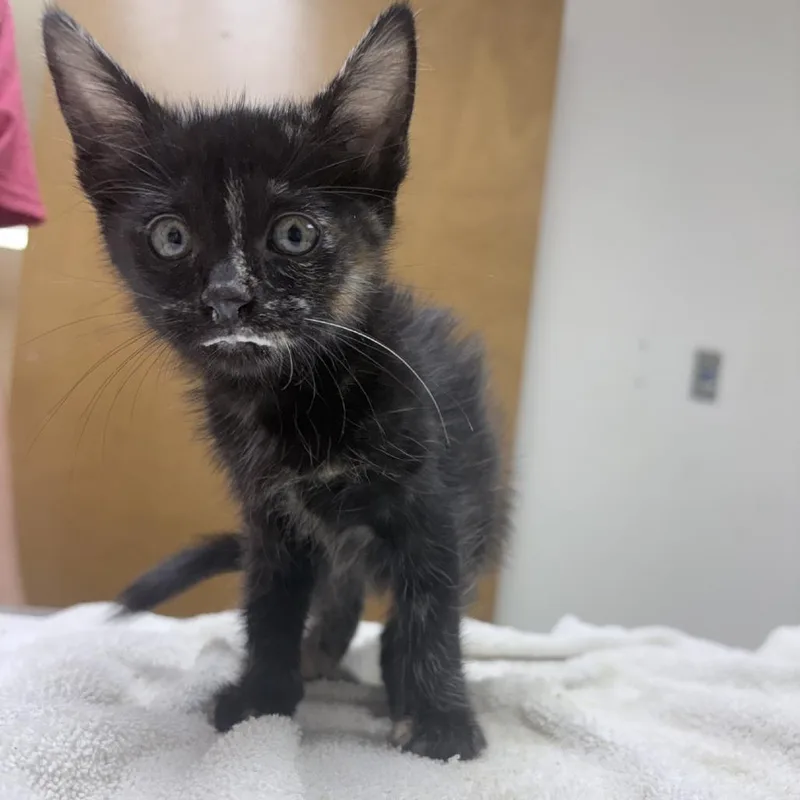 A baby small-sized female Tortoiseshell Domestic Medium Hair cat named Nacho Cheese for adoption in Tyler, TX