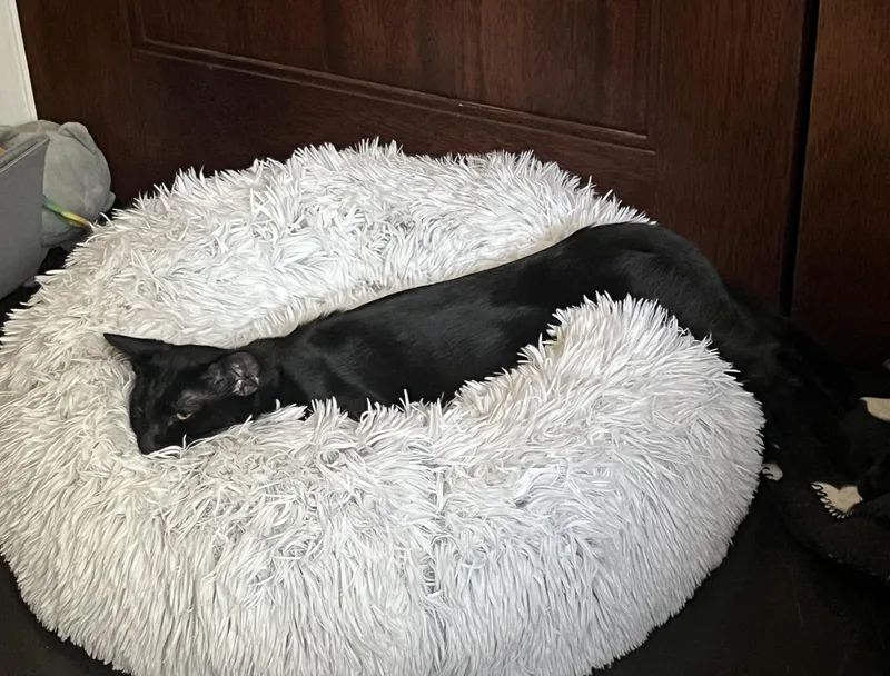 A baby small-sized female Domestic Short Hair cat named Hana for adoption in South Pasadena, CA