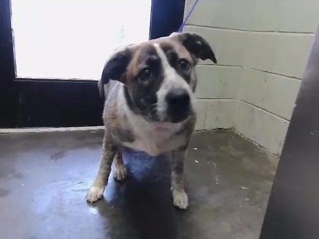 A young medium-sized female Saint Bernard dog named Sahfire for adoption in Tulsa, OK