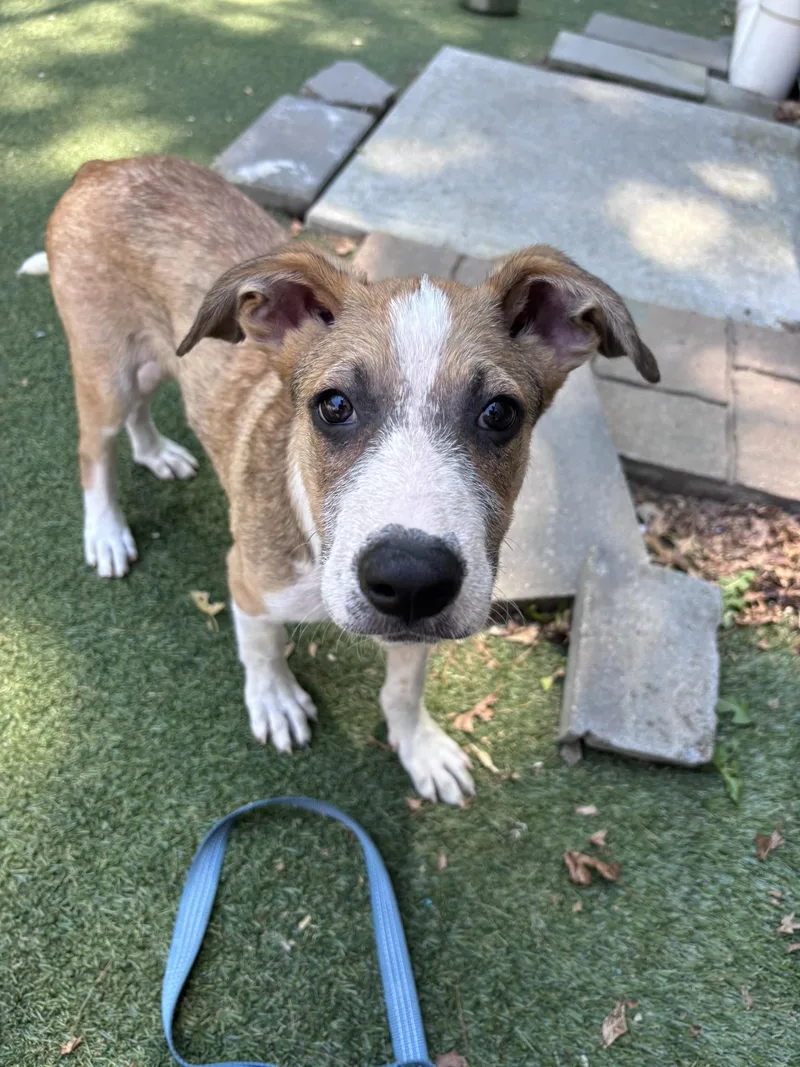A baby medium-sized male Mixed Breed dog named Meril for adoption in Pembroke, MA