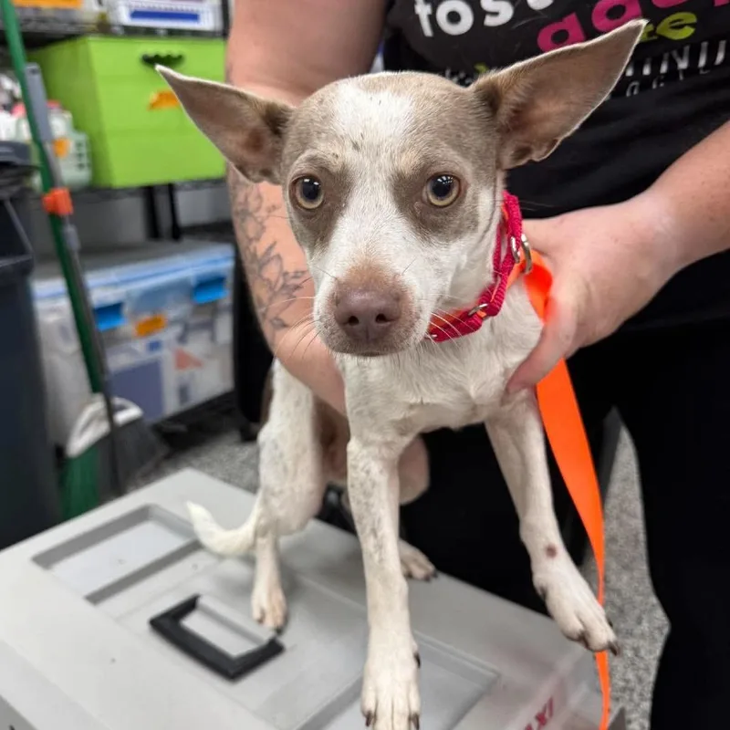 An adult small-sized female Brown / Chocolate Mixed Breed dog named Meatloaf for adoption in Fredericksburg, VA