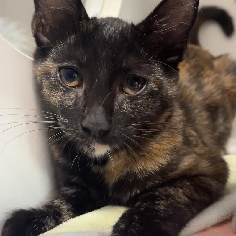 A baby medium-sized female Tortoiseshell Domestic Short Hair cat named Azula for adoption in Long Beach, CA