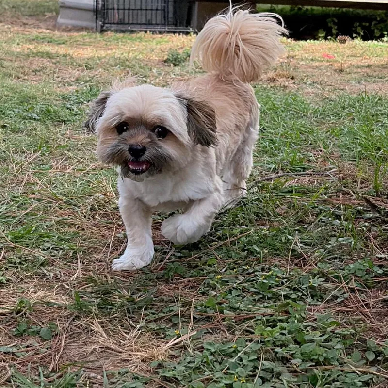 An adult small-sized male White / Cream Shih Tzu dog named Baloo Valentine for adoption in Houston, TX