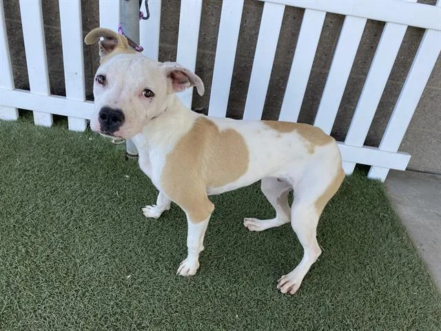 A young small-sized male Pit Bull Terrier dog named Drako for adoption in Modesto, CA