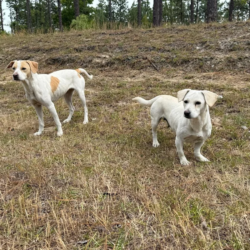 A young medium-sized female White / Cream American Foxhound dog named Andi for adoption in Aberdeen, NC