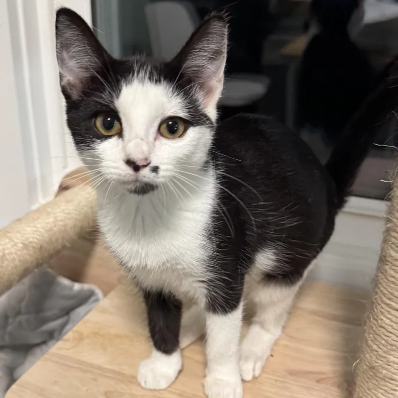 A baby small-sized female Black Domestic Short Hair cat named Princess for adoption in Goshen, IN