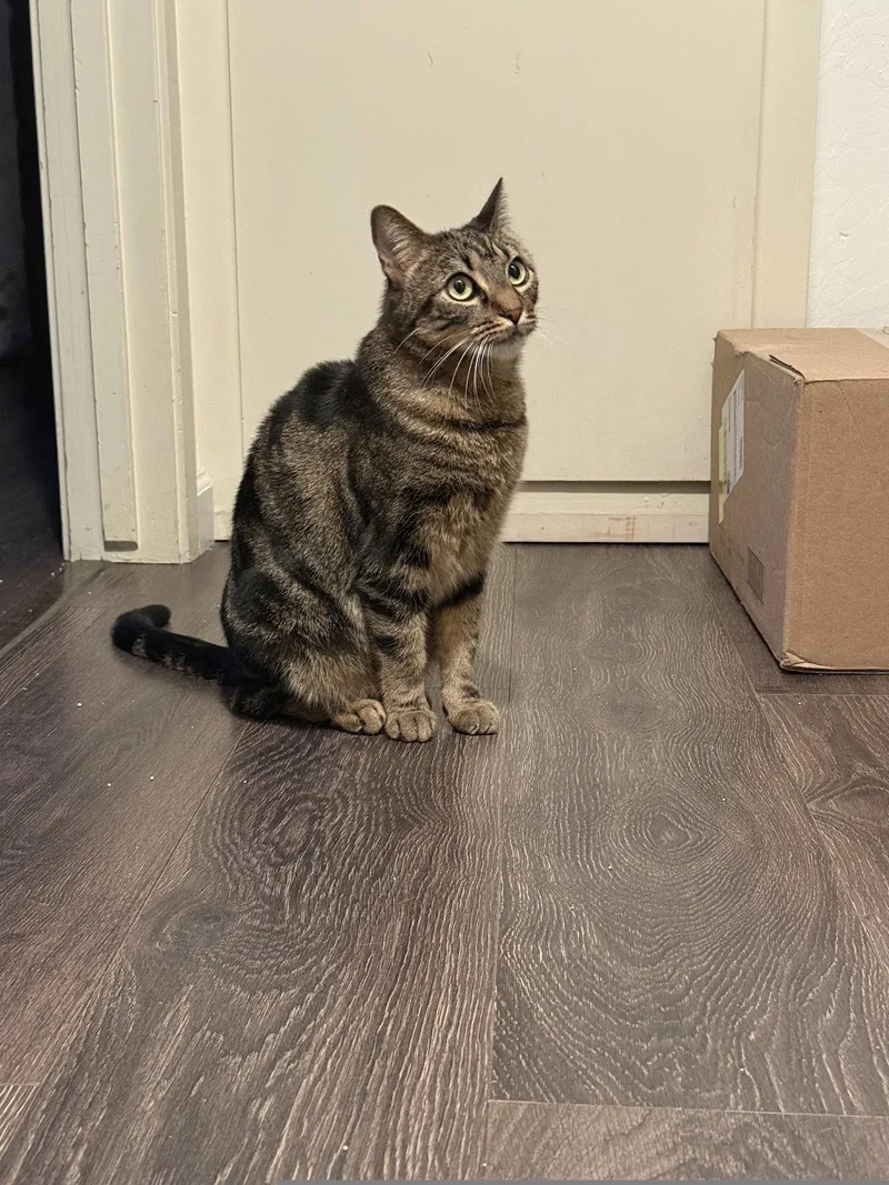 A young small-sized female Domestic Short Hair cat named Elsie for adoption in Roseville, CA