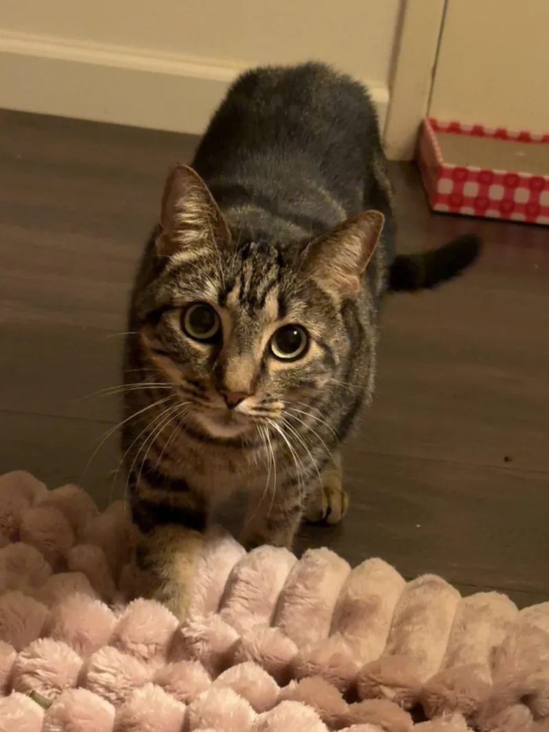Elsie thumbnail 2