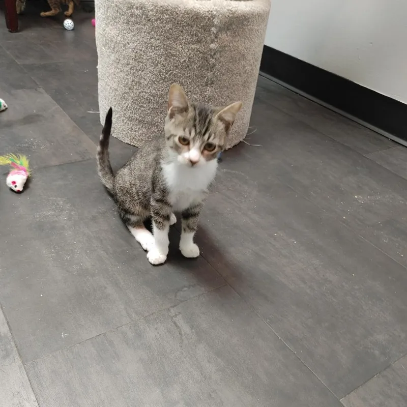 An adult small-sized female Brown / Chocolate Domestic Short Hair cat named Trinidad for adoption in Webster, TX