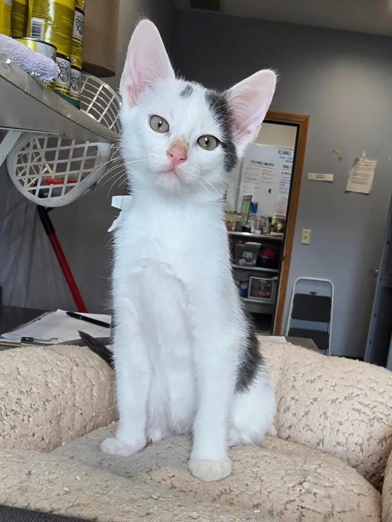 A baby medium-sized male Domestic Short Hair cat named W Moogle for adoption in Ashland, WI