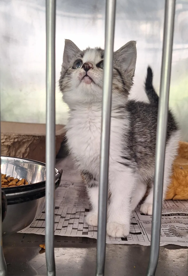 A baby medium-sized female Tabby (Gray / Blue / Silver) Domestic Short Hair cat named Zoey for adoption in Stanton, KY