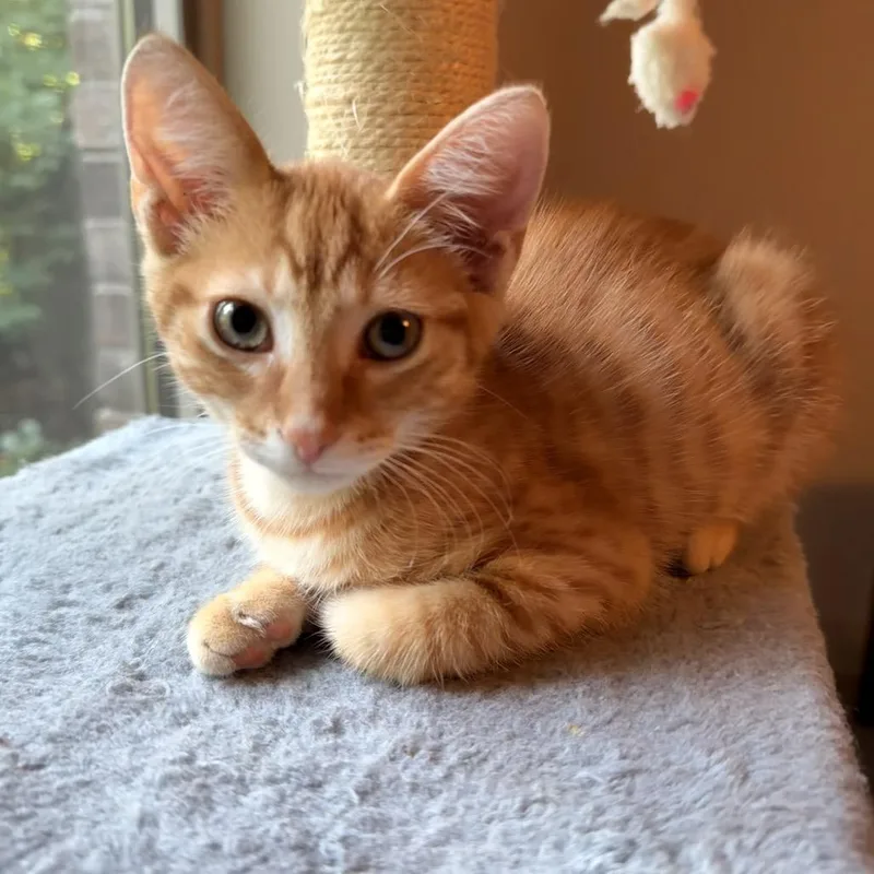 A baby small-sized male Domestic Short Hair cat named Milo for adoption in Terre Haute, IN