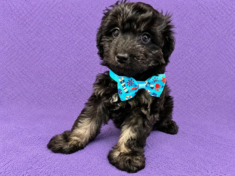 A baby small-sized male Black Poodle (Toy) dog named Loki for adoption in Lodi, CA