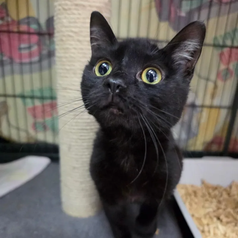 A young small-sized female Black Domestic Short Hair cat named Bladezz  Chino Hills for adoption in Chino Hills, CA