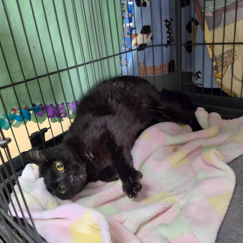 Bladezz  Chino Hills thumbnail 2