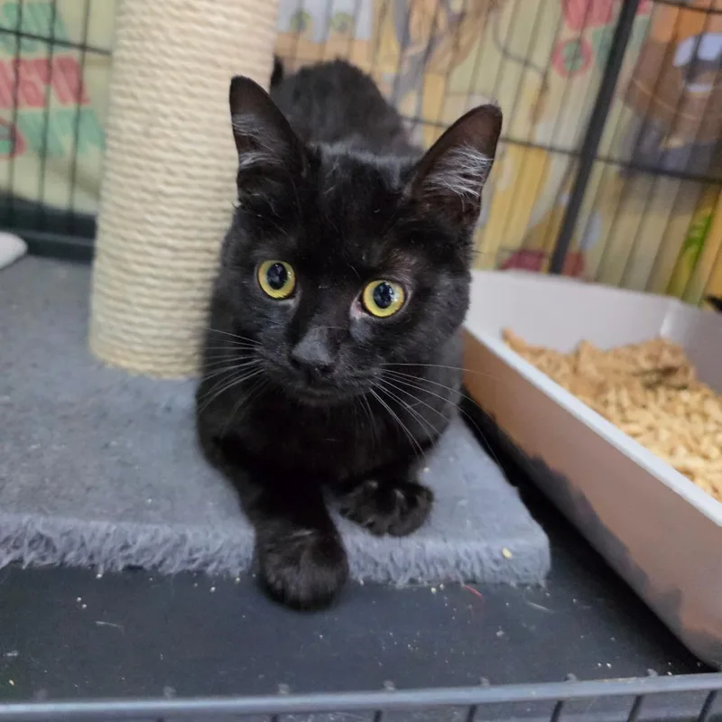 Bladezz  Chino Hills thumbnail 3