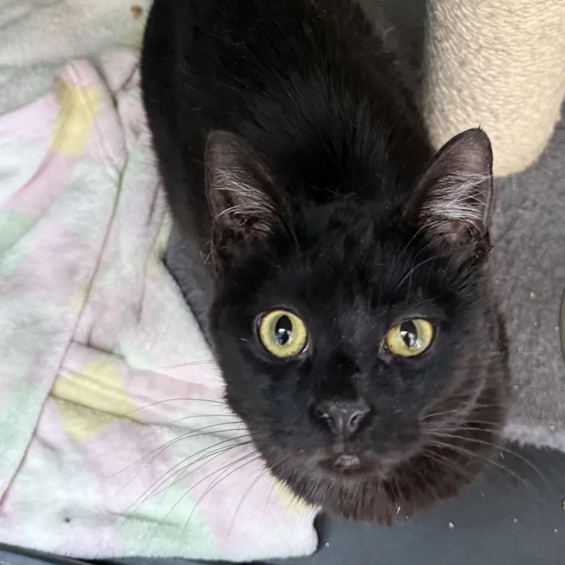 Bladezz  Chino Hills thumbnail 4