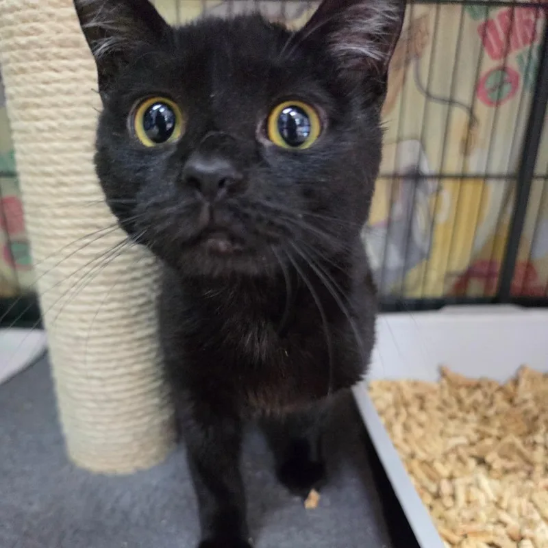 Bladezz  Chino Hills thumbnail 5