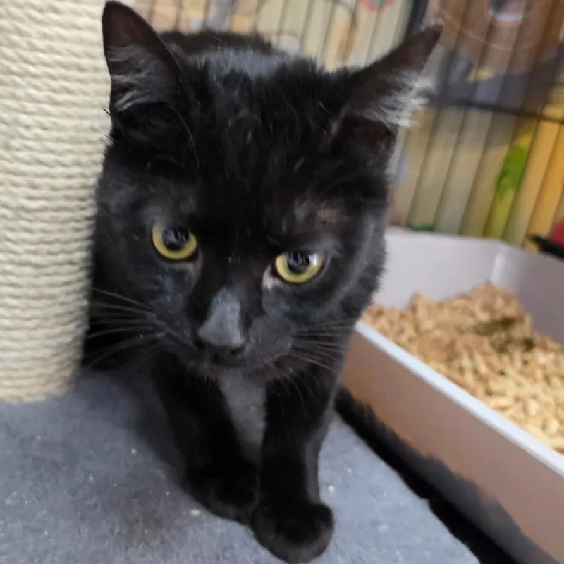 Bladezz  Chino Hills thumbnail 6