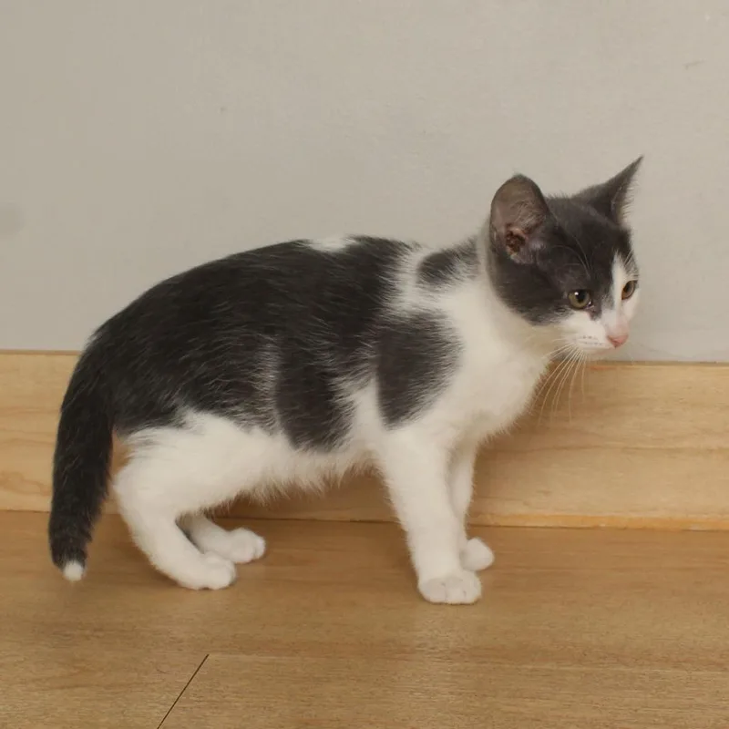 A baby small-sized female Gray / Blue / Silver Domestic Short Hair cat named Gibson C for adoption in Minnetonka, MN