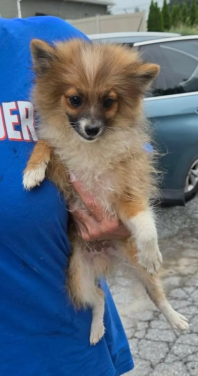 A baby small-sized male Pomeranian dog named Puffles for adoption in Havertown, PA