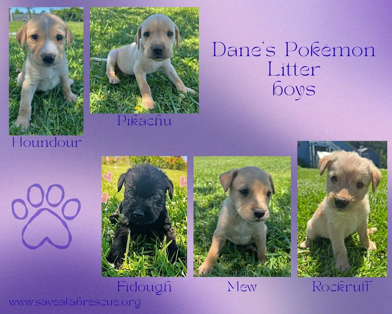 Dane’s Pokemon Litter Boys