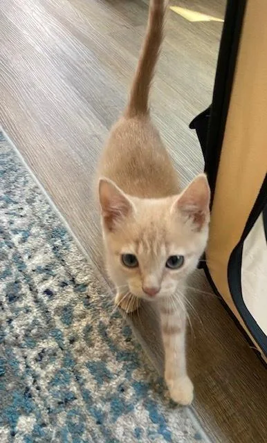 A baby small-sized male Domestic Short Hair cat named Beaver for adoption in Mooresville, NC