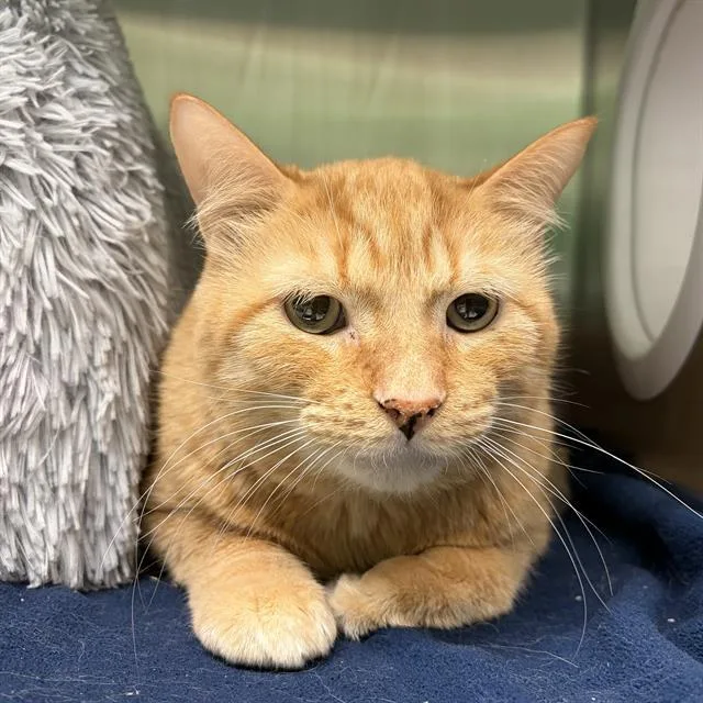 An adult small-sized male Domestic Short Hair cat named Crush for adoption in Centerville, MA