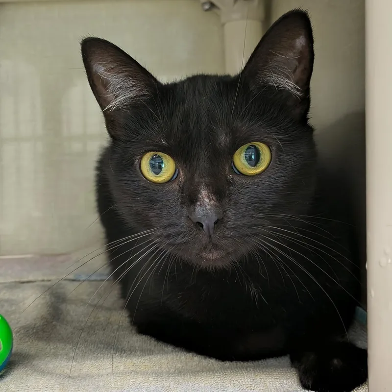 An adult medium-sized female Black Domestic Short Hair cat named Binx for adoption in Saint Marys, PA