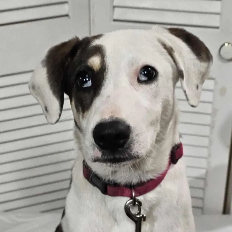 An adult medium-sized female White / Cream Mixed Breed dog named Annelle for adoption in Boaz, AL