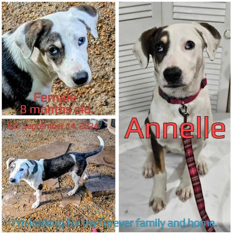 Annelle thumbnail 3