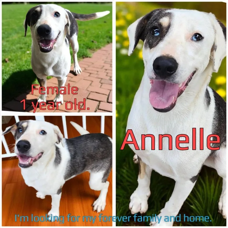 Annelle thumbnail 4