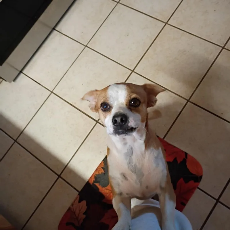 An adult medium-sized male Brown / Chocolate Chihuahua dog named Buddy for adoption in Columbus, NC