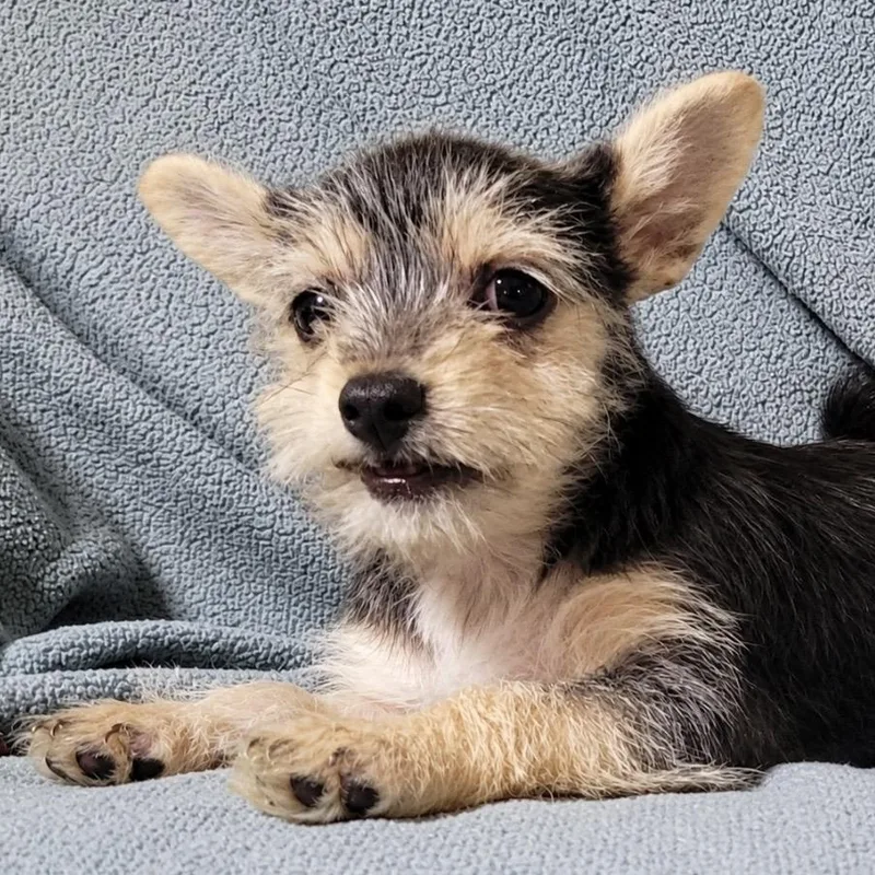 A baby small-sized female Black Chorkie dog named Mazie for adoption in Pelham, NH