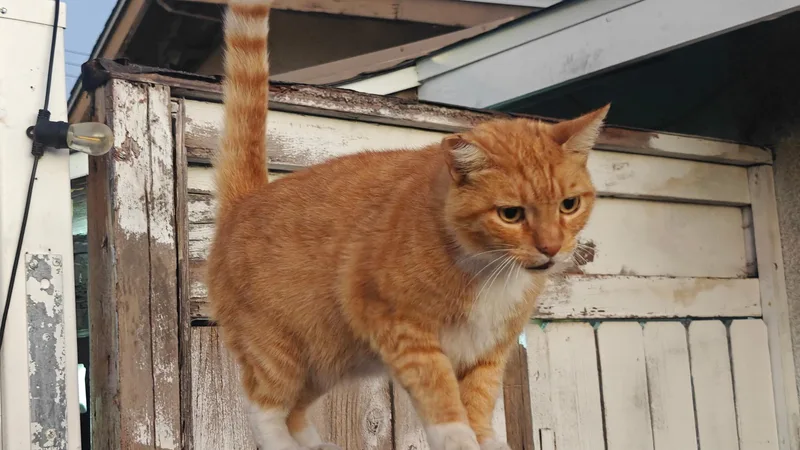 Peaches
